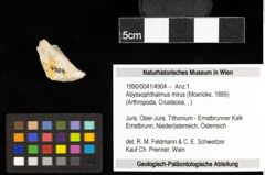 Foto (Objekt + Etiketten) von Abyssophthalmus mirus (Moericke, 1889) 